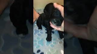 Zuri Puppies, 2 Weeks Old