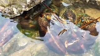 When picking up conch, the lady accidentally found a big lobster