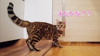 猫の留守番を隠し撮りしたら，玄関前をずっと監視していたことが判明しました（ベンガル猫ぱる）