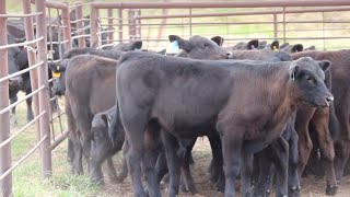 Using MULTIMIN® 90 at Vaccination in Cattle - University of Georgia