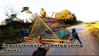 Encontré un lugar repleto de Reina Mora😱