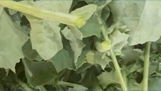 Check out the kale we grew!