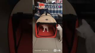 Petcomer派客瑪折疊式寵物帳篷〉／戶外寵物帳篷／毛孩外出用帳篷「EcoCAMP艾科戶外露營用品｜中壢」