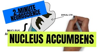 2-Minute Neuroscience: Nucleus Accumbens