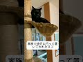 旅行から帰ったら猫ブチギレてた 猫