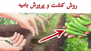 روش کشت و پرورش بامیه