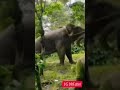 kungi elephant കുങ്കി ആന കാട്ടാനയെ തളയ്ക്കുന്നു elephant fight😮😮 elephant shorts elephant