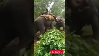 Kungi elephant#കുങ്കി ആന കാട്ടാനയെ തളയ്ക്കുന്നു #Elephant fight😮😮#Elephant#shorts#elephant