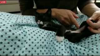 Tiny Kittens Shelly puts new splints on Cassidy