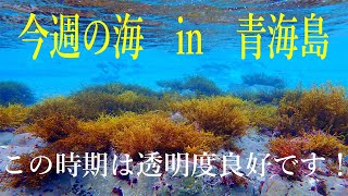 山口県　青海島　今週の海　vol.275