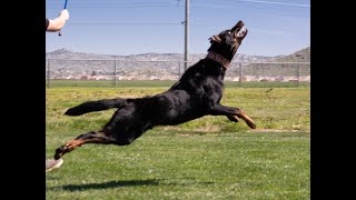 Beauceron CSAU - Kodiak von der Funkhalde