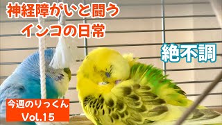 【今週のりっくん】Vol.15 神経障がいと闘うインコ 『絶不調・・・・。』