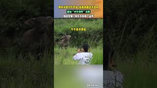 网友试着对牛吹笛，结果场面出乎意料，都说“对牛弹琴”没用，但感觉那一刻牛牛听懂了笛声