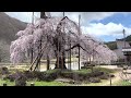 桜の動画＃３４　西光寺のしだれ桜を三度　ver2023