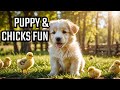 Cute Puppy Playing with Chicks