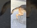 The happiest dog I've seen in my life ❤️ Simba the German shepherd dog//2024// #song #bollywood