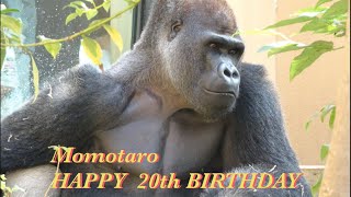 モモタロウ、20歳の誕生日おめでとう‼︎⭐️ゴリラ Gorilla【京都市動物園】Happy Birthday Momotaro‼︎