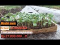 Langkah-Langkah 7 Hari Pertama Yang Dilakukan Petani SEMANGKA // Steps Watermelon Farmers