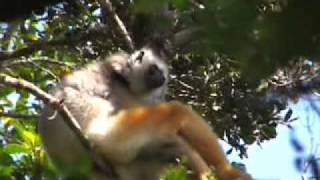 Diademed Sifaka