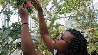 Keyanna Millinger '14: Botanist and Environmentalist