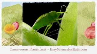 Video introducton on FREE Carnivorous Plants Worksheet for Kids - EasyScienceForKids.com