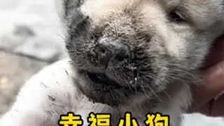 “被爱会疯狂长出血肉” 土坡上的狗尾草 中华田园犬 每个生命都应该被尊重 狗狗