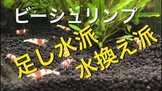 【ビーシュリンプ】ビーシュリンプ水換え問題 #aquarium #green #beeshrimp