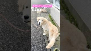 【お尻かわいすぎ💕】愛犬のゴールデンレトリバーのルン♪