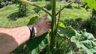 Paulownia from seed or cloning 🤔