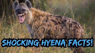 The SHOCKING Truth About HYENAS You Won't Believe!