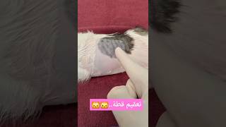 شوف تعقيم قطة لسبب طبي 🐱...#يوتيوب #فيديو #قطط #عربي #شاهد #حب #قطة #kitten  #علاج #ترند