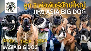 มาดูลูกๆพ่อพันธุ์แห่ง Asia Big Dog ว่าน่ารักขนาดไหน