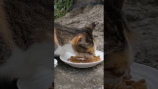 城ヶ島岩場湊屋前〜カブキちゃんのランチタイム(=^・^=)