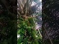 SUARA EGREK NYA RENYAH BANGET! panen sawit pokok rendah pakai Egrek super tajam. palm oil #shorts