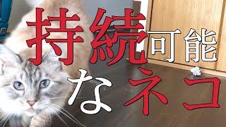 【新技『くわえちょいちょい』をする猫】カルピスくん、エコな取組。