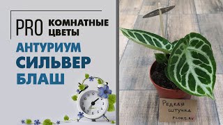 Антуриум Сильвер Блаш - необычное комнатное растение с серебряными прожилками на листьях.