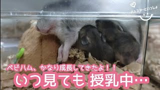 いつ見ても授乳中な可愛い赤ちゃんハムスター(生後12日目)【ジャンガリアン】