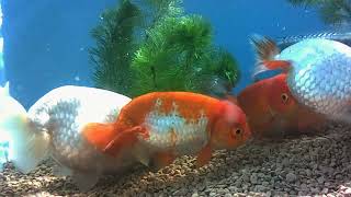 【水中撮影】【金魚】らんちゅう飼育記録　 Ranchu breeding record　1507