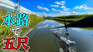 激狭水路でへらぶな釣り！久しぶりにバランスの底釣り