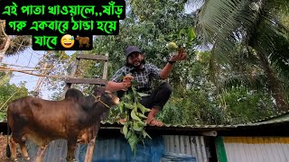 এই পাতা খাওয়ালে,,ষাঁড় গরু একবারে ঠান্ডা হয়ে যাবে 😅🐂