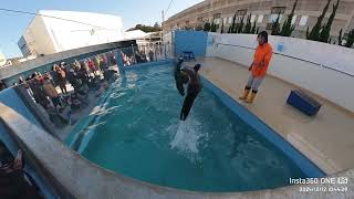 竹島水族館 アシカショー　フライングをするラブちゃんと慌てる飼育員さん。#竹島水族館 #水族館 #蒲郡 #animals #cuteanimals #sealions #sealionshow