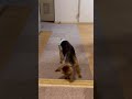 真っ直ぐ歩けるように 14歳 もう歩けないと思ってた 脳疾患 前向きに 母感動❤️ dog doglover 犬 老犬 dogs シニア犬 cutedog shorts short