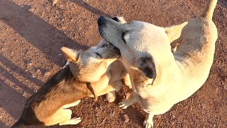 First time to see Bally play with Bella and Lucy || # 1211 Nature Show