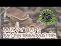 Wavy Caps - Mycelium Magic (Psilocybe Cyanescens)