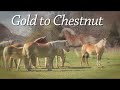 haflinger horses