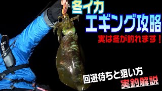 冬イカの釣り方！釣り場移動・回遊待ちでの探り方　冬エギングは釣れます