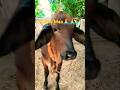 Radha maa#shortvideo #shorts #cow #animals #animals #animallover #india #indian #julee kumari