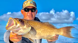 THE WORLDS *BEST TASTING GROUPER*  ( Scamp Grouper Catch Clean and Cook )