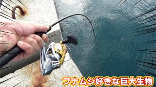 （819話目）堤防に生息するフナムシを捕まえ足下に泳がすと巨大な生物が食ってきます