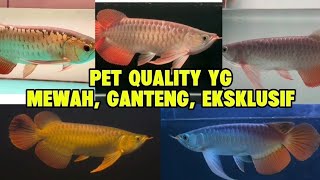 PET QUALITY YANG MEWAH, GANTENG, EKSKLUSIF